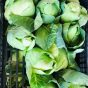 Hispe Cabbage in a crate