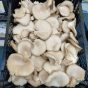 Crate of raw Oyster Mushrooms