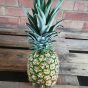 Pineapple exotic fruit