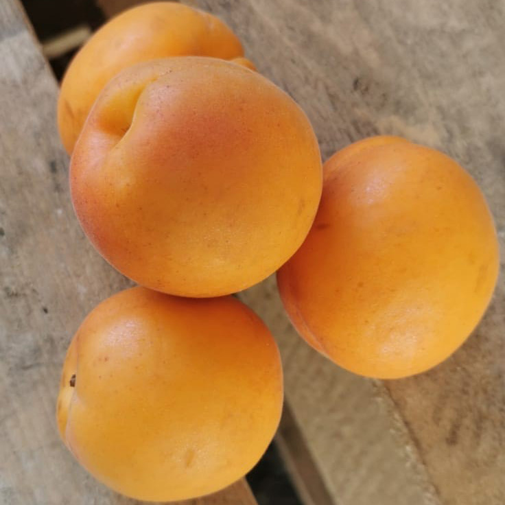 Apricots