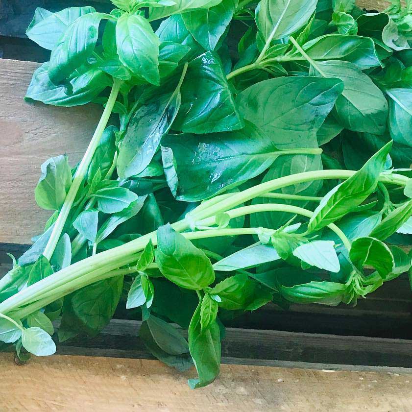 Bunch of Basil