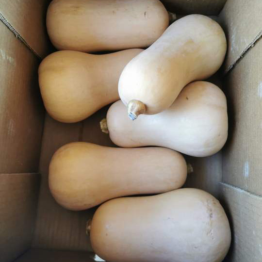 Butternut squash in a crate