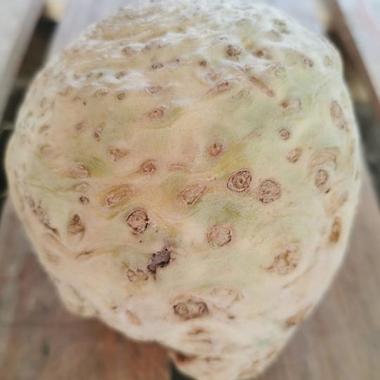 Celeriac