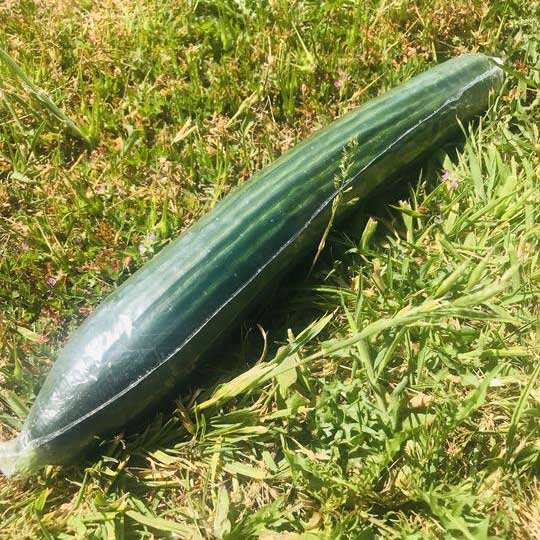 Cucumber packaged ready to eat