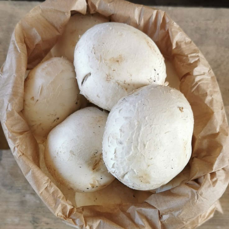 A bag of cup mushrooms A bag of cup mushrooms