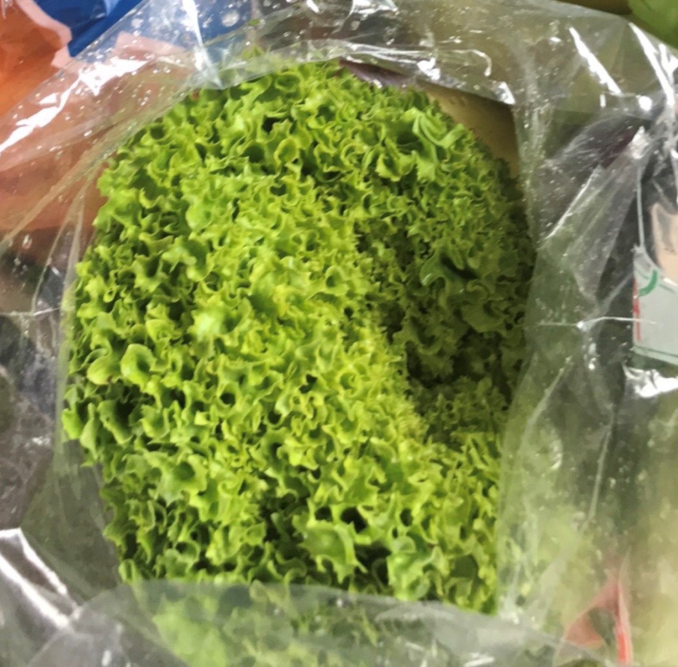 Lollo Bionda Lettuce