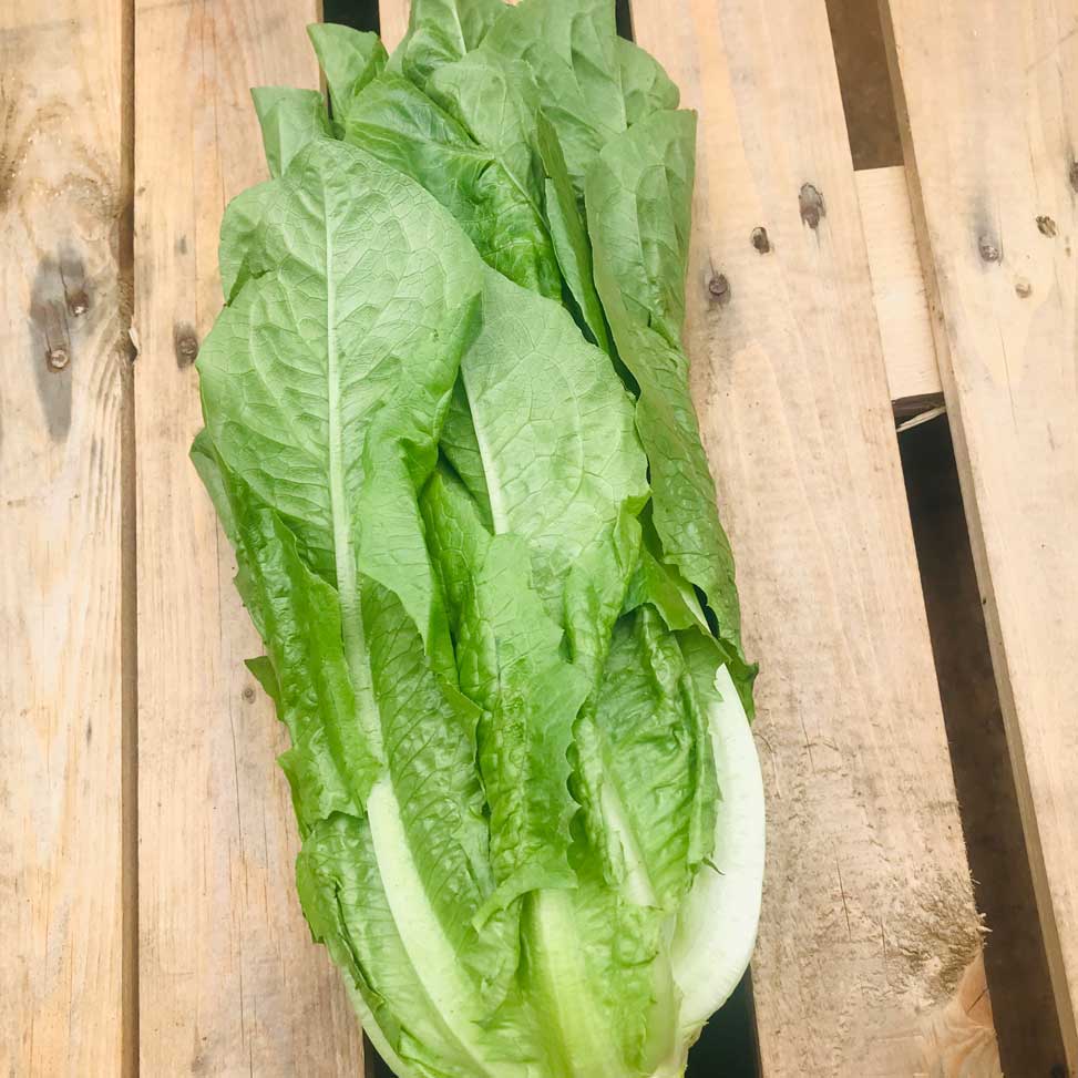 Cos Lettuce