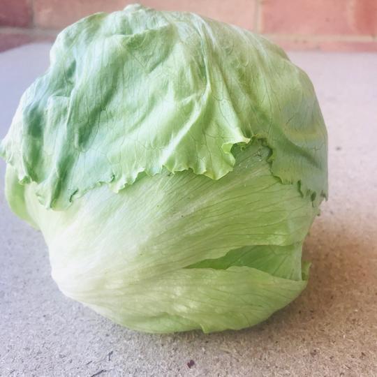 Iceberg lettuce fresh locally delivered