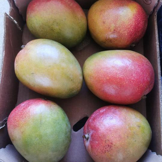 Mangoes ripe fresh ready to eat