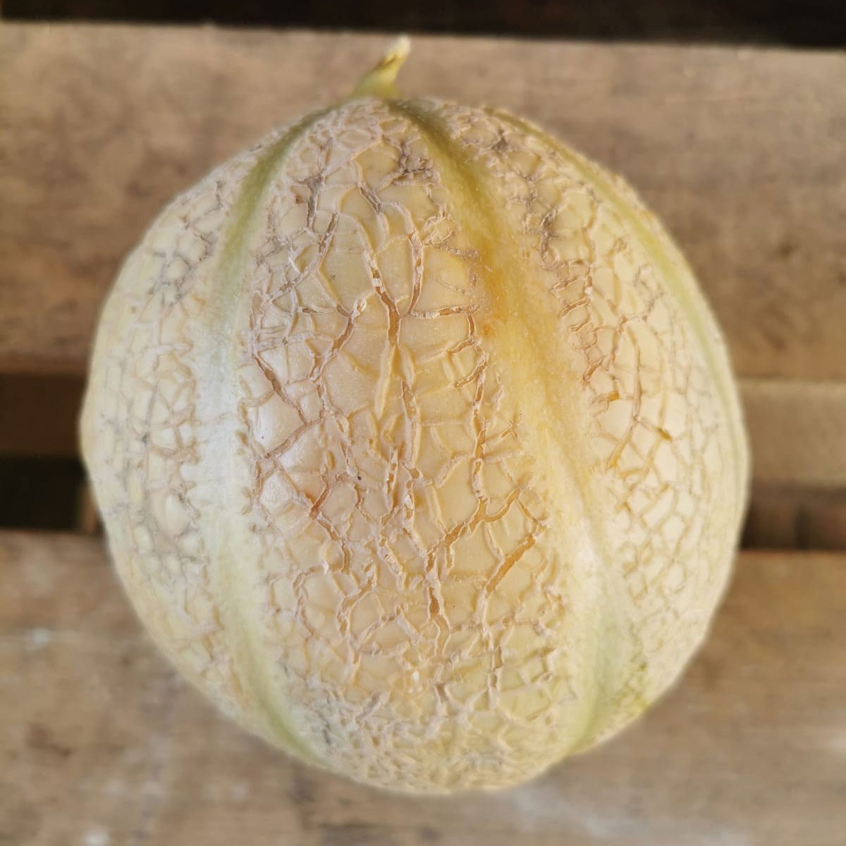 Cantaloupe Melon