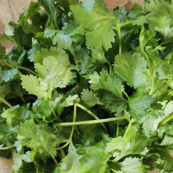 A bunch of fresh coriander herbs locally farm grown