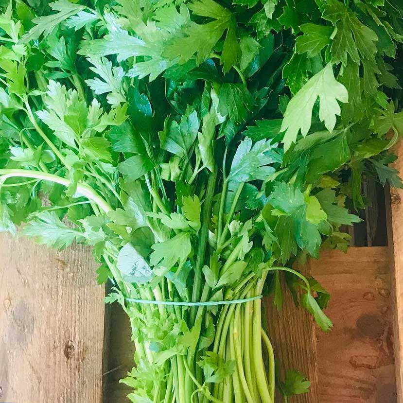 Bunch of Flat Leaf Parsley