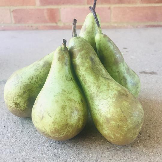 Local pears delivered by Angermering Village Greens