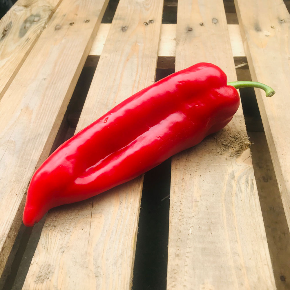 Sweet pointed ramiro pepper