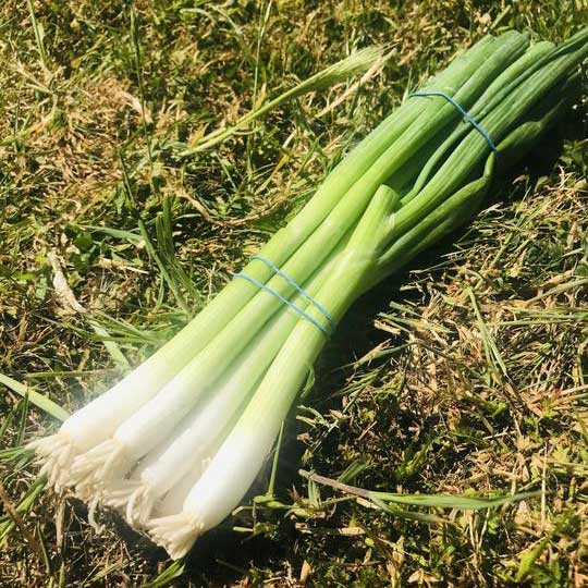 Spring onion bunch fresh and local