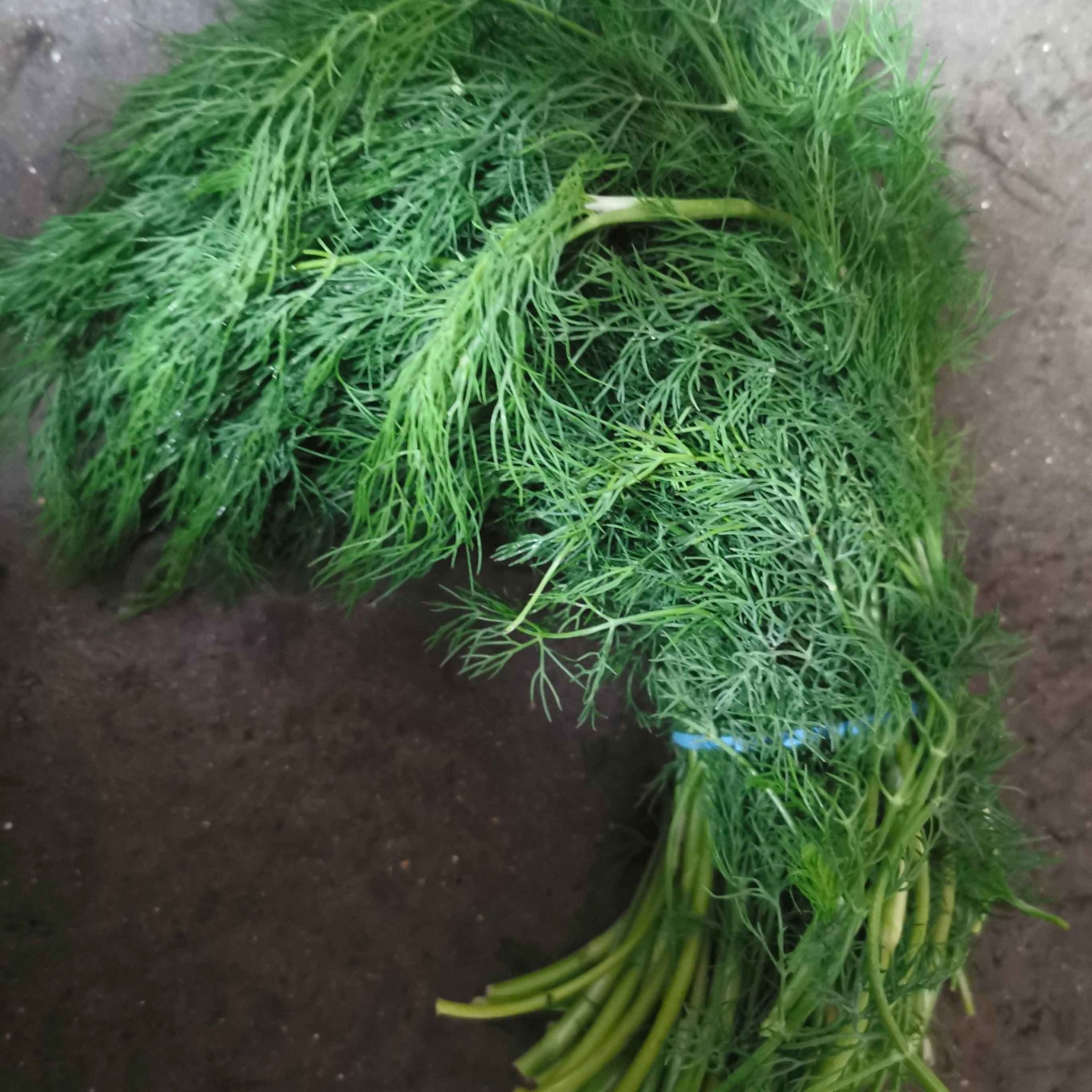 A bunch of fresh dill herb farm grown