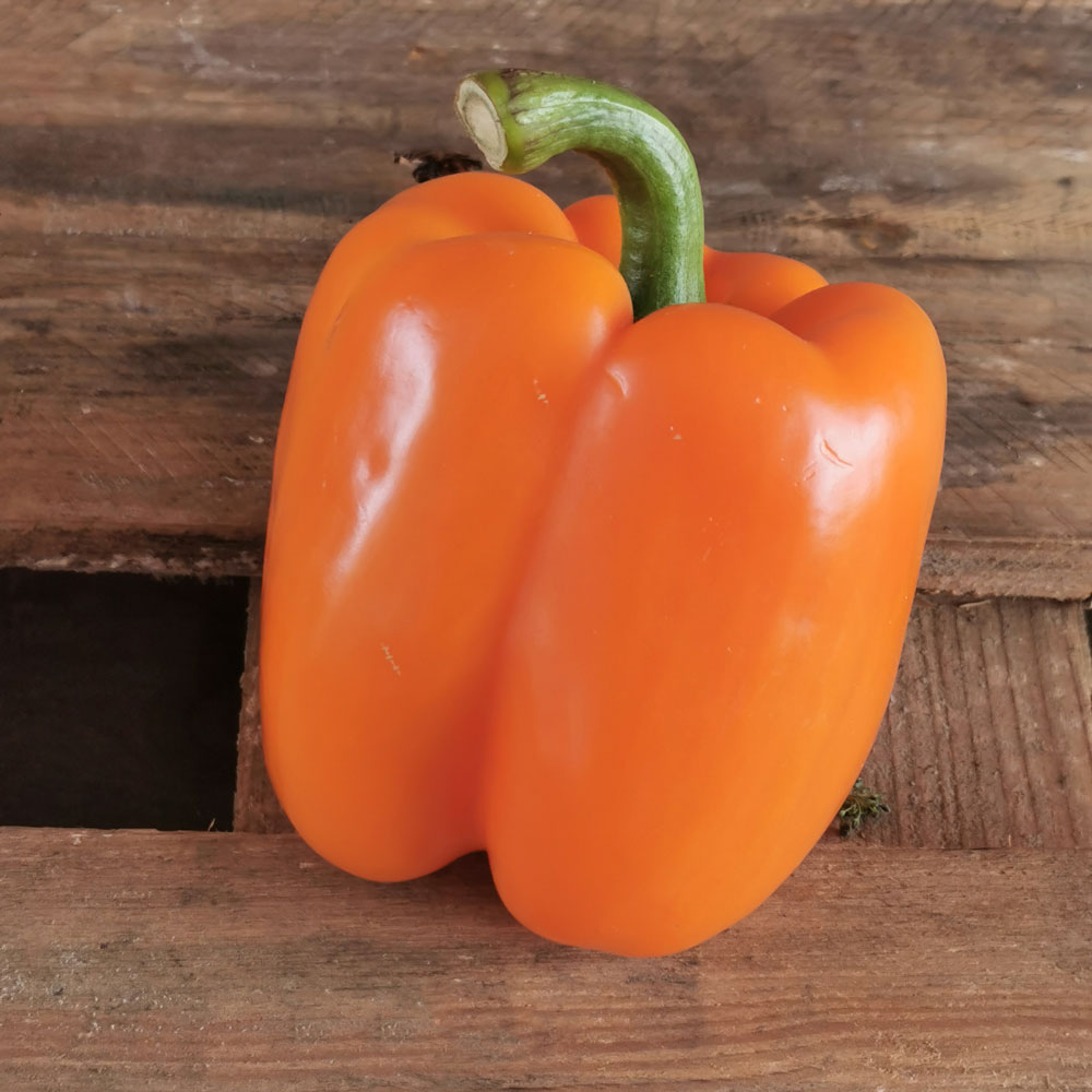 Orange bell pepper