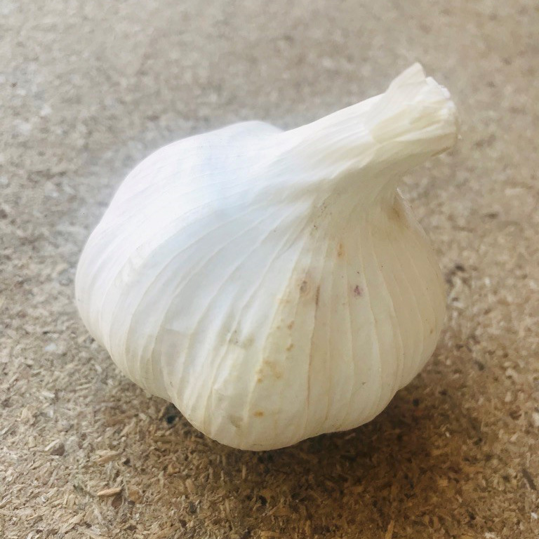 Garlic bulb