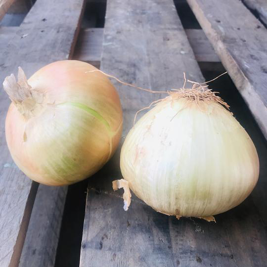Spanish Onions