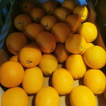 Oranges Oranges