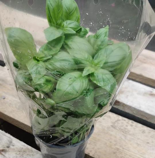 Potted Basil
