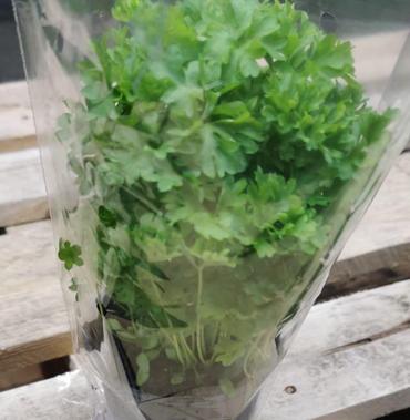 Potted Coriander