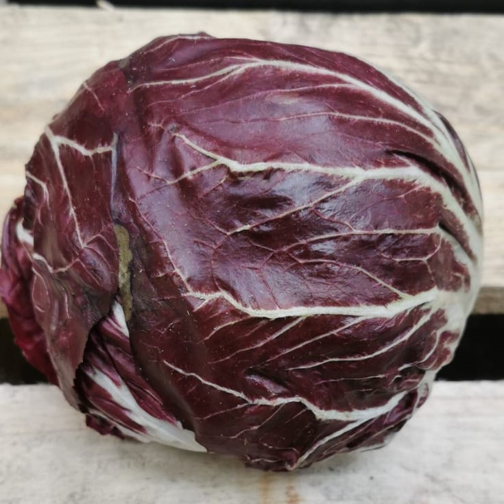 Radicchio Radicchio