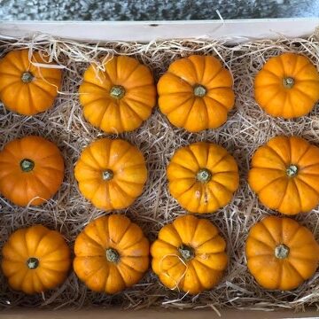 Mini Pumpkins