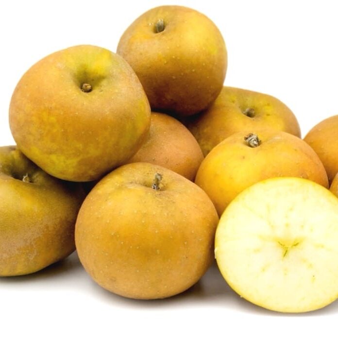 Egremont Russet Apple