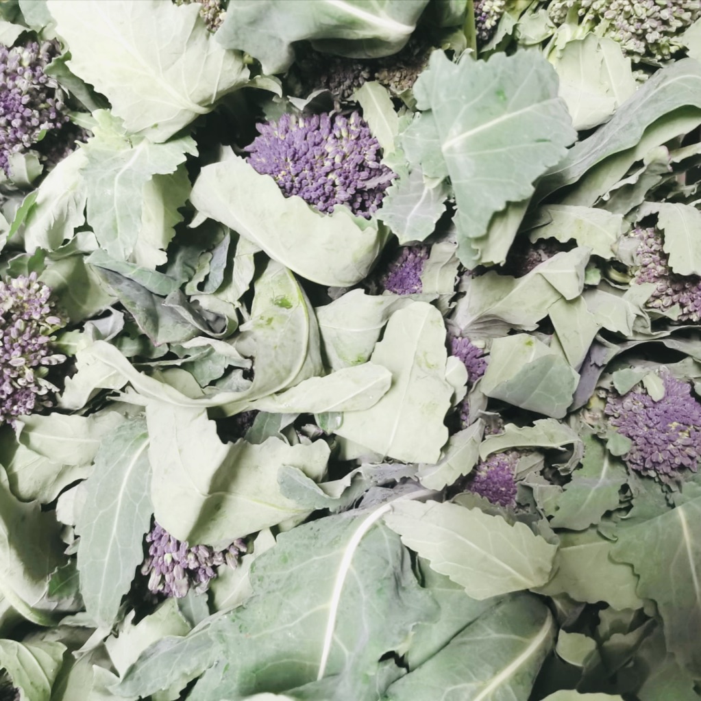 Purple Sprouting Broccoli