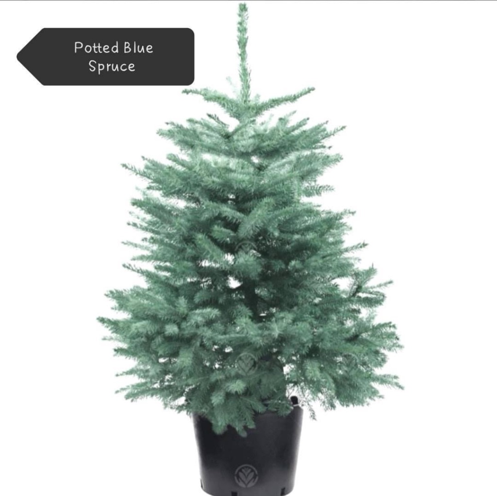Potted Blue Spruce