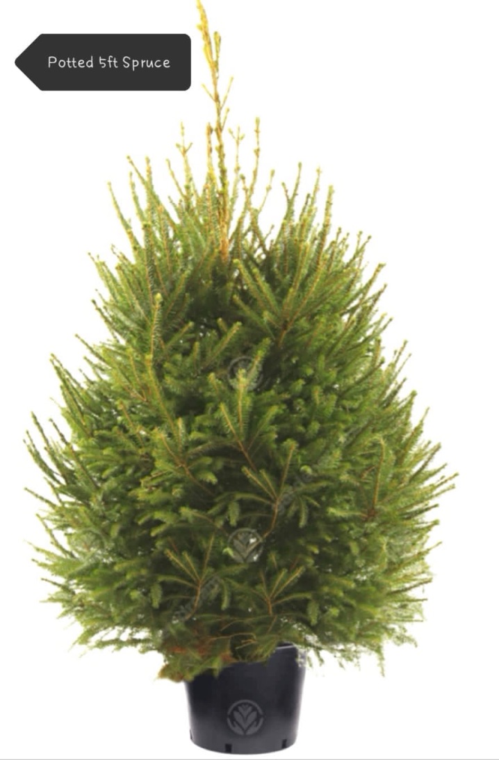 Potted Norway Spruce
