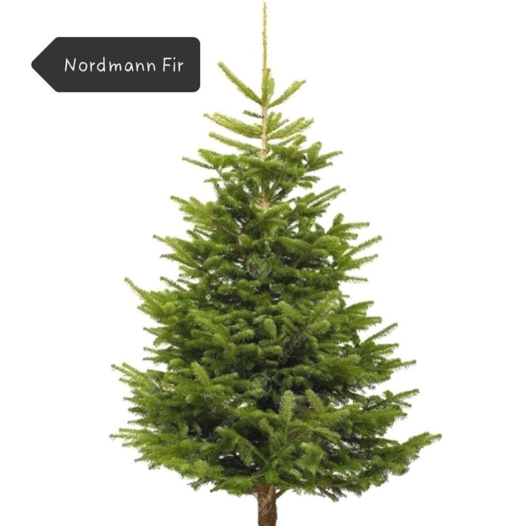 Nordman Fir