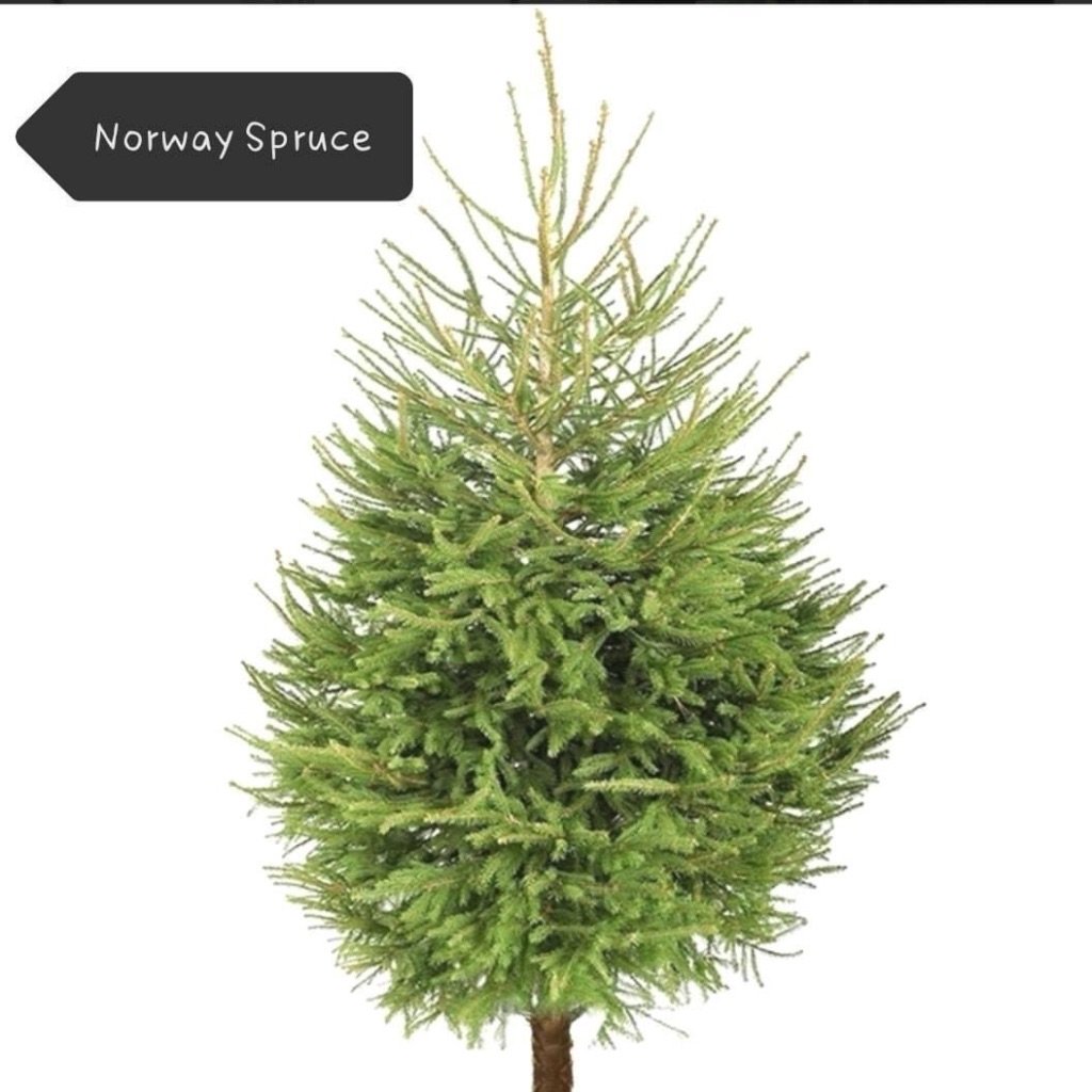 Norway Spruce