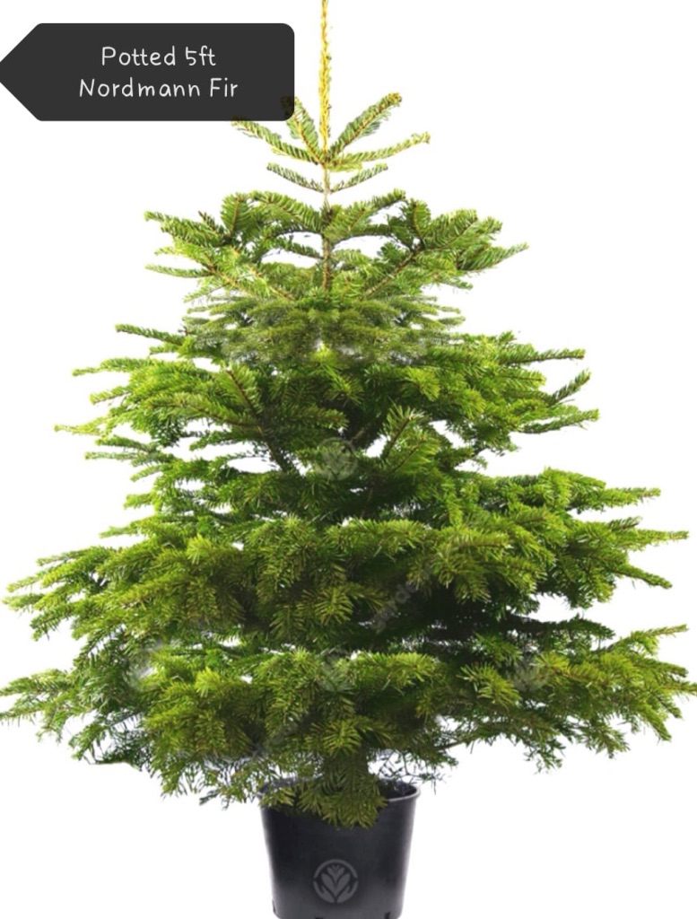 Potted Nordmann Fir